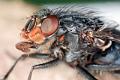 calliphora vicina 2